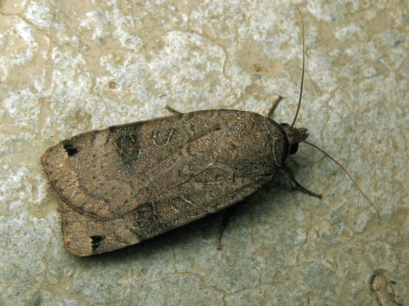 Noctua pronuba (Linnaeus, 1758)